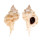 MURICIDAE SIRATUS EVELYNAE shell