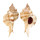 MURICIDAE SIRATUS EVELYNAE shell