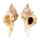 MURICIDAE SIRATUS EVELYNAE shell