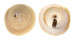 XENOPHORIDAE ONUSTUS INDICA shell