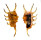 STROMBIDAE LAMBIS SCORPIO shell