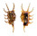STROMBIDAE LAMBIS SCORPIO shell