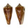 CONIDAE CONUS FURVUS ALBICANS shell