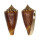 CONIDAE CONUS FURVUS ALBICANS shell