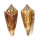CONIDAE CONUS FURVUS ALBICANS shell