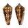 CONIDAE CONUS FURVUS ALBICANS shell