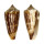 CONIDAE CONUS FURVUS ALBICANS shell