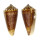 CONIDAE CONUS FURVUS ALBICANS shell