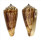 CONIDAE CONUS FURVUS ALBICANS shell