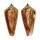 CONIDAE CONUS FURVUS ALBICANS shell