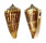 CONIDAE CONUS FURVUS ALBICANS shell