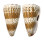 CONIDAE CONUS IMPERIALIS shell