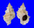 BURSIDAE TUTUFA cf. BOHOLICA shell