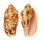 VOLUTIDAE CYMBIOLA VESPERTILIO shell