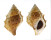 BURSIDAE BUFONARIA CRISTINAE shell