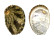 HALIOTIDAE HALIOTIS VARIA shell
