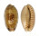 CYPRAEIDAE ERRONEA CAURICA CAURICA shell