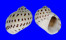 NATICIDAE NATICA ONCA shell