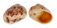 TROCHIDAE CHRYSOSTOMA PARADOXUM shell