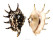 STROMBIDAE LAMBIS LAMBIS shell