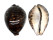CYPRAEIDAE CYPRAEA TIGRIS shell