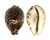 CYPRAEIDAE CYPRAEA TIGRIS shell