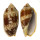 VOLUTIDAE CYMBIOLA VESPERTILIO shell