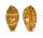 CYPRAEIDAE PALMADUSTA LUTEA shell