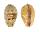 CYPRAEIDAE CONTRADUSTA WALKERI WALKERI shell