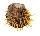 SPONDYLIDAE SPONDYLUS ECHINATUS ZONALIS shell