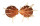 SPONDYLIDAE SPONDYLUS REGIUS shell