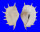 STROMBIDAE LAMBIS TRUNCATA shell