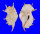 STROMBIDAE LAMBIS TRUNCATA shell