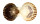 PECTINIDAE ARGOPECTEN IRRADIANS shell
