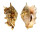 STROMBIDAE LAMBIS LAMBIS shell
