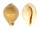 CYPRAEIDAE UMBILIA ARMENIACA ANDREYI shell