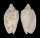 VOLUTIDAE CYMBIOLA VESPERTILIO shell