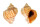 MURICIDAE RAPANA VENOSA shell