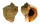 MURICIDAE RAPANA VENOSA shell