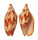 VOLUTIDAE CYMBIOLA PALAWANICA shell