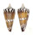 CONIDAE CONUS GENERALIS REGENFUSSI shell
