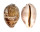 CYPRAEIDAE LEPOCYPRAEA MAPPA shell