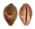 CYPRAEIDAE LEPOCYPRAEA MAPPA PANERYTHRA shell