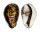 CYPRAEIDAE CYPRAEA TIGRIS shell