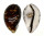 CYPRAEIDAE CYPRAEA TIGRIS shell