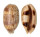 CYPRAEIDAE LYNCINA ARGUS shell