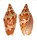 VOLUTIDAE CYMBIOLA PALAWANICA shell
