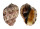 HARPIDAE HARPA MAJOR KAWAMURAI shell