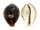 CYPRAEIDAE CYPRAEA TIGRIS FLAVONITENS shell