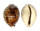 CYPRAEIDAE CYPRAEA TIGRIS shell